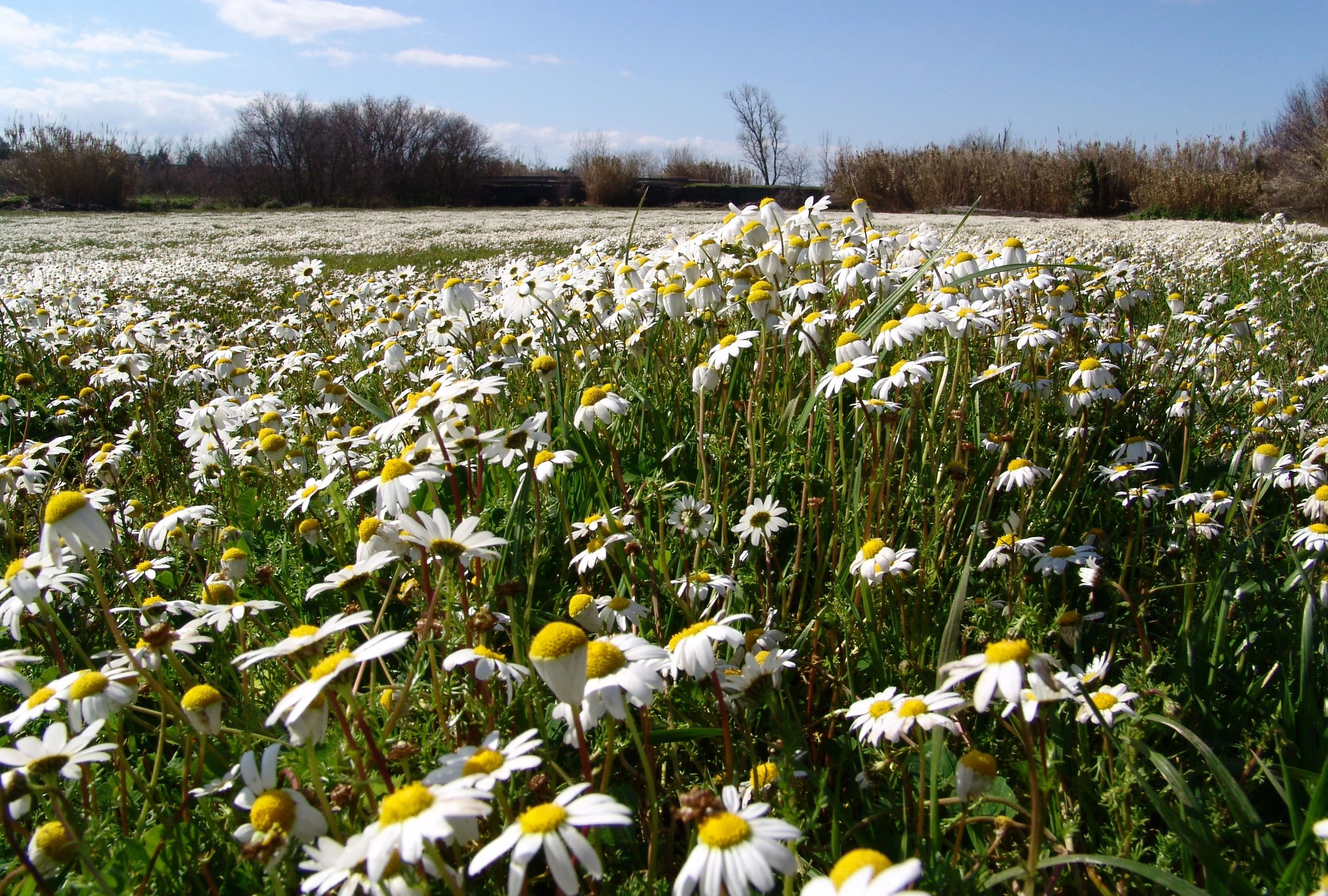 Campo di margherite