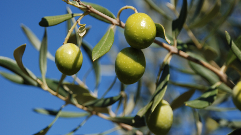 Proroga avviso raccolta olive