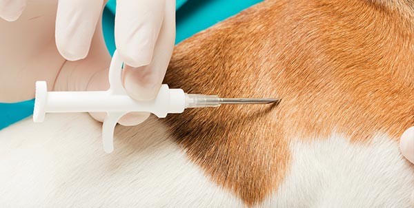 GIORNATA DI MICROCHIPPATURA GRATUITA CANI