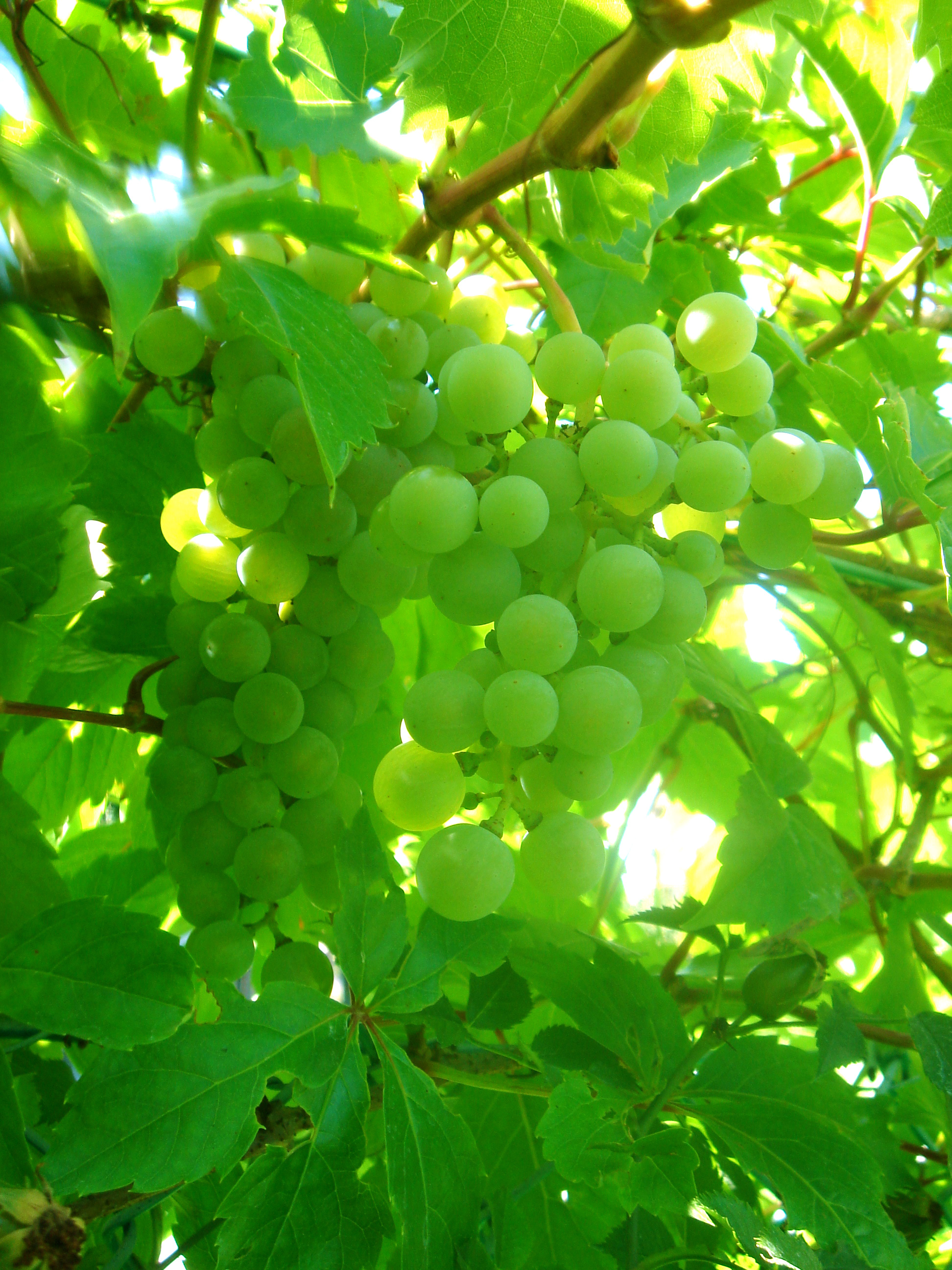 Sagra del vino novello